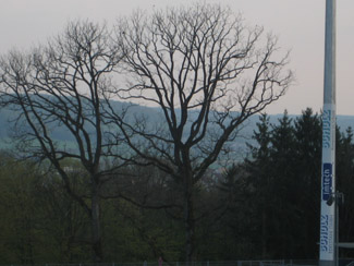 Bäume unmittelbar neben dem Stadion