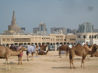 Kamele in Doha