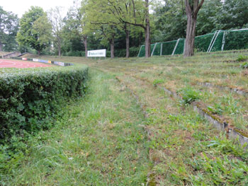 Die Ligusterhecke in Bamberg ist noch da