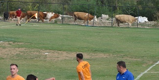 Kühe, Hühner, Koretin