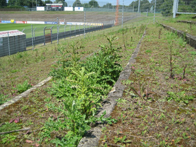 Botaniker hätten ihre helle Freude