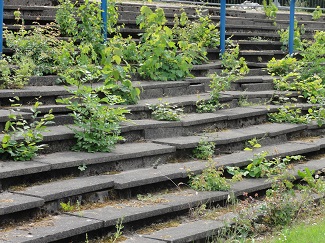 Unkraut im Stadion